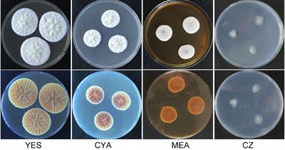 A Novel Species of Penicillium With Inhibitory Effects Against Pyricularia oryzae and Fungal Pathogens Inducing Citrus Diseases